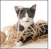 10 Kitten Hazards