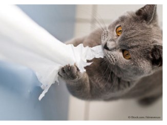 If it's dangling, it's a cat toy.