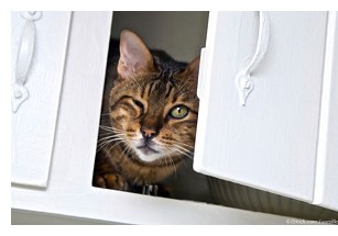 Secure cabinet doors and drawers.