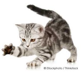 Kitten scratching tips