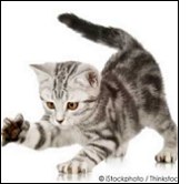 Kitten scratching