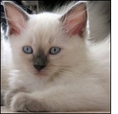 Kitten scratching