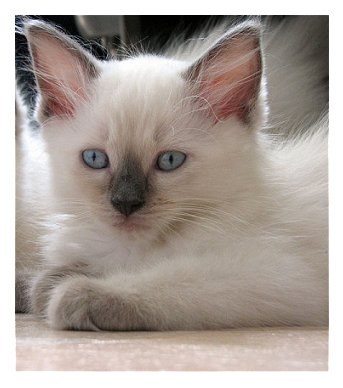 Ragdoll Kitten