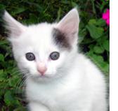 White Kitten