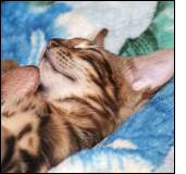Bengal Kittens