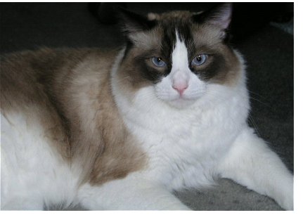 Ragdoll Cat Photos
