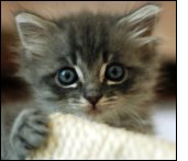 Why do Kitens knead
