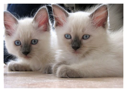 Ragdoll kitten photos