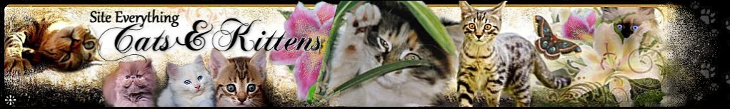 Abyssinian cat breeders of abyssinians pet breed show kittens for sale